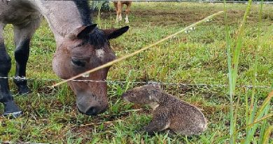 Horse Owner