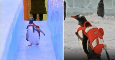 Penguin And His Red Backpack