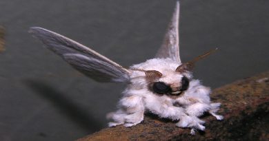 Mysterious Poodle Moth