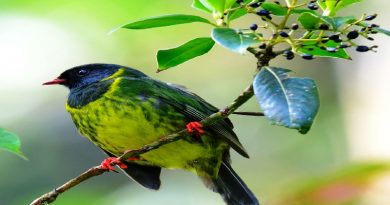 The Green and Black Fruit Eater