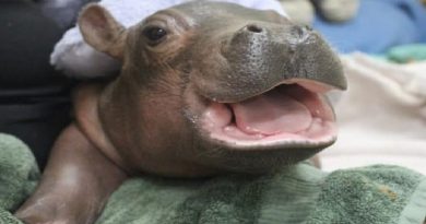 Baby Hippo Fiona