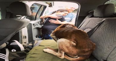 Hikers Rescue Starving Dog Trapped For 6 Weeks On A Mountain