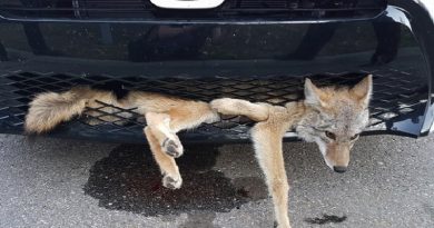 Coyote Isn’t Die