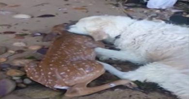 World’s Best Dog Jumps Into Harbor To Save Drowning Baby Deer (VIDEO)