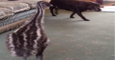 Baby Emu