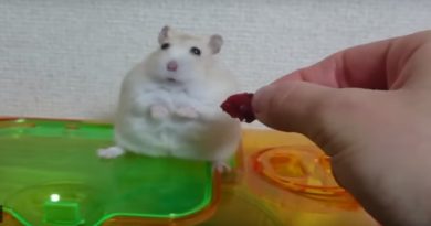 Hamster’s Being Betrayed