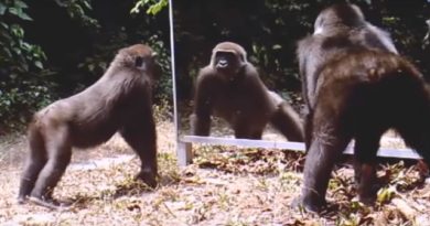 Watch How Animals React To A Mirror That Suddenly Appears In The Jungle (VIDEO)