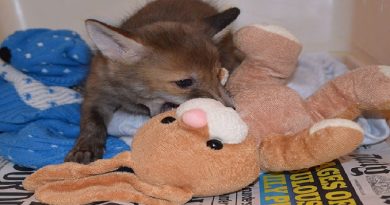 Fox Loves Snuggling Bunny