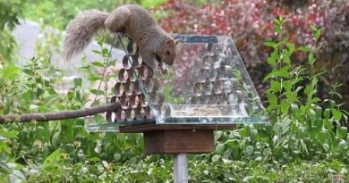DIY Squirrel Proof Bird Feeder