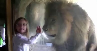 Zoo Lion’s Response To Little Girl’s Kiss Is Proof Animals Don’t Belong In Captivity (VIDEO)