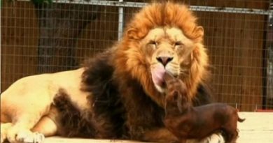 Lion And Dog