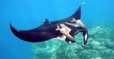 Atlantic Sharks