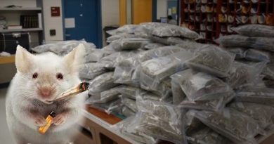Blame Mice Missing Marijuana