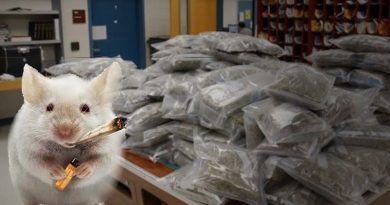 Cops Blame Mice For Missing 1/2 Ton Of Marijuana (VIDEO)