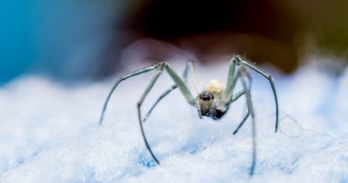 Shouldn't Kill Spiders