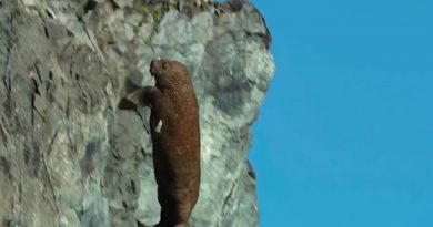Shocking Our Planet Footage Shows How Climate Change Is Causing Walruses To Plunge To Their Deaths Off Cliffs ‘They Should Never Have Scaled,’ As Retreating Sea Ice Pushes Them Further Onto Shore. (VIDEO)