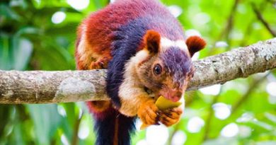 Multicolored Squirrels