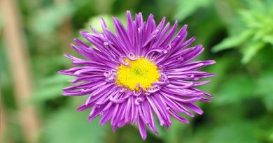 Asters In Gardens