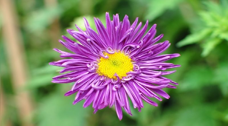 Asters In Gardens