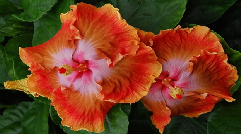 Hibiscus Turning Color