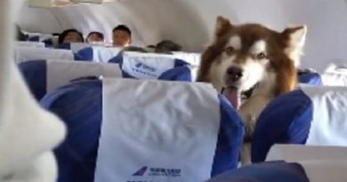 Alaskan Malamute Takes Internet By Storm As He Sits Still On A Plane Seat, Taking Care Of His Disabled Owner (VIDEO)
