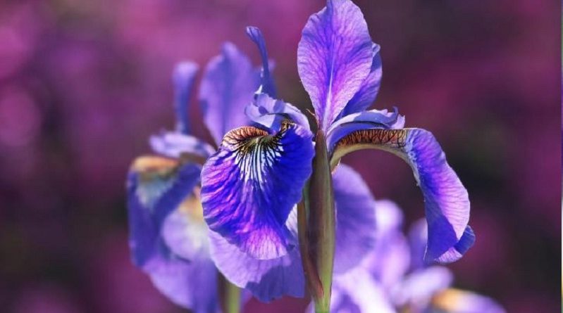 Iris Flower