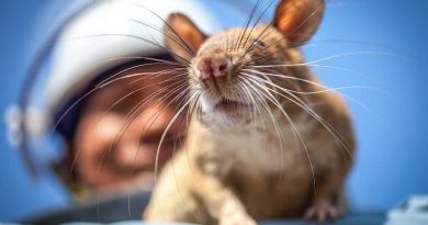 The Amazing, Life-Saving Talents Of African Giant Pouched Rats