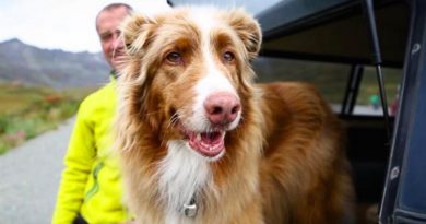 Sky The Avalanche Dog Is Having A Beautiful Retirement (VIDEO)