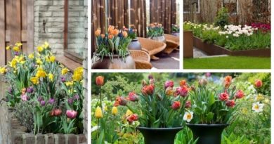 Tulips In Pots