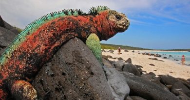 Iguanas Galapagos