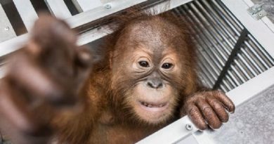 Baby Orangutan