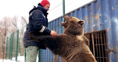 Pet Bear