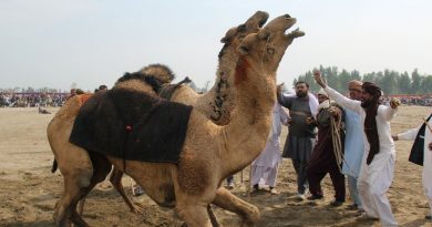 Camel Fighting