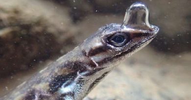 Odd Scuba Diving Lizard