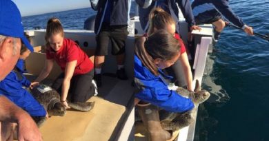 Rehabilitated Sea Turtle