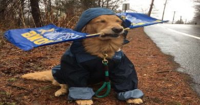 Dog At Boston Marathon