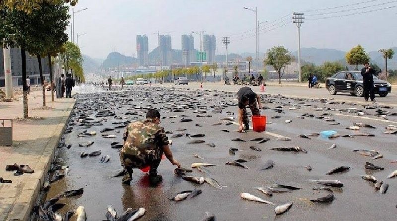 rain of fish