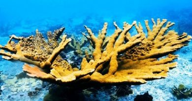 dying coral