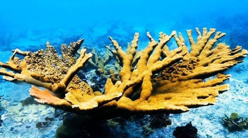 dying coral