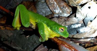 Australian Slug