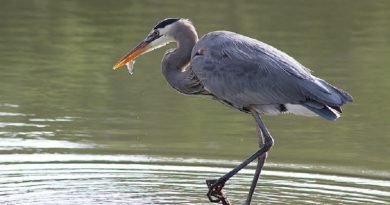 heron Feeding