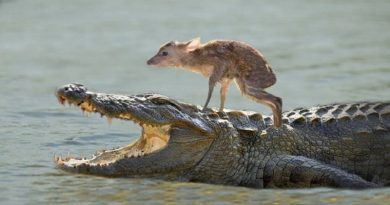 Unbelievable! Animals Saving Other Animals (VIDEO)