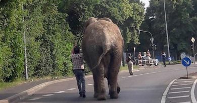 VIDEO: Escaped Elephant Seen Wandering Streets Of Small German Town