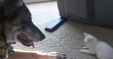Tough Military Dog Meets A Tiny Kitten And His Heart Melts Like Butter! (VIDEO)