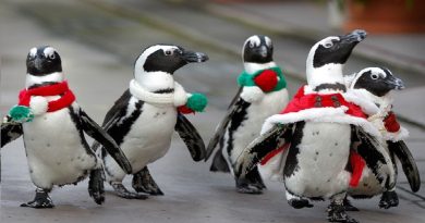Penguins As Santa
