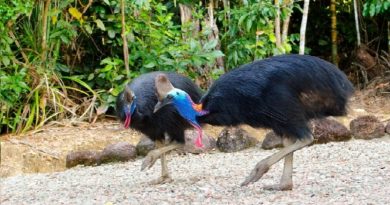 Cassowary Bird