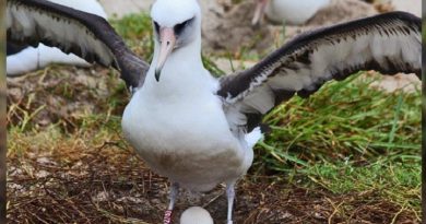 Oldest Known Bird