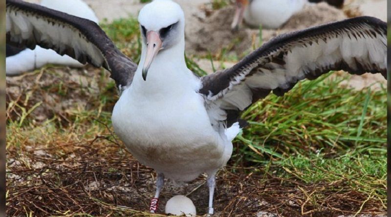 Oldest Known Bird