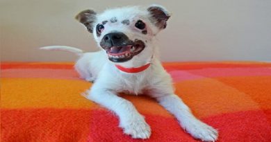 Puppy Finds Loving Home