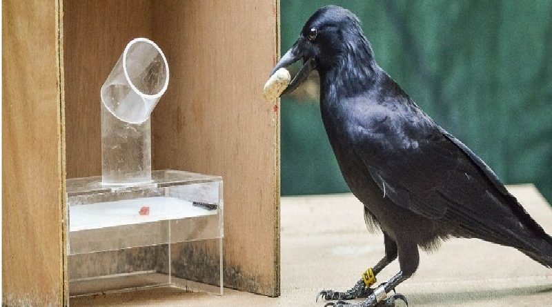Crows So Smart